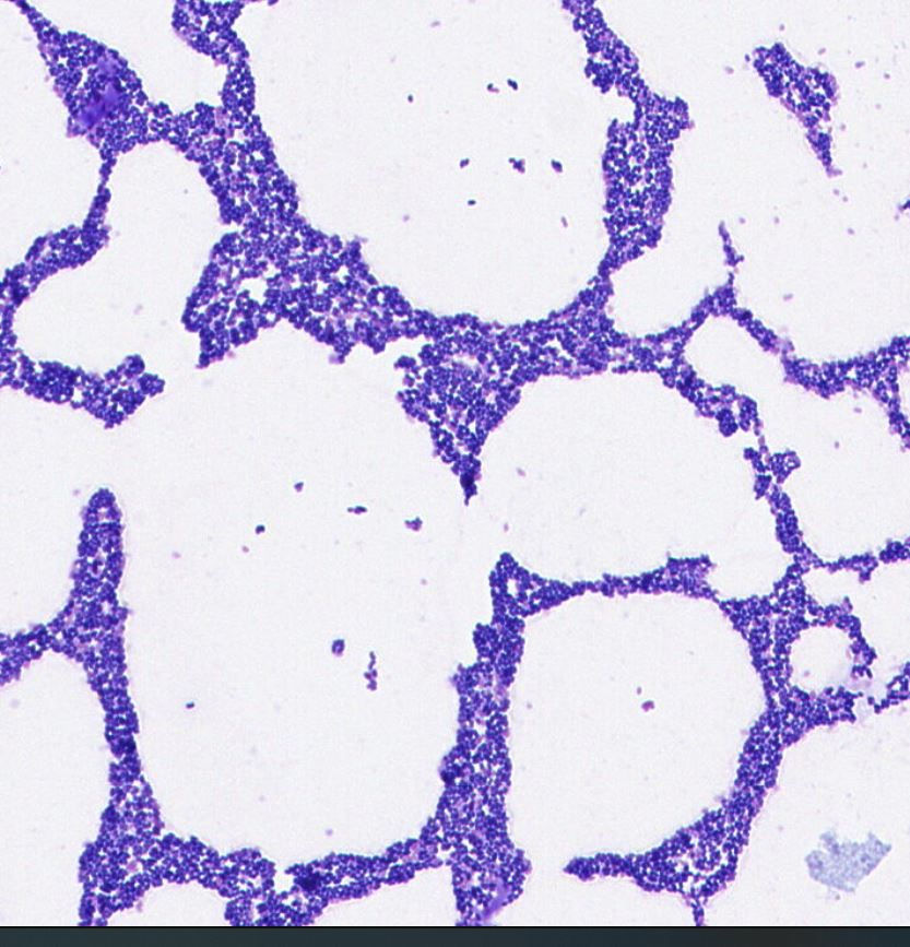 Enterococcus sp. GMB2157
