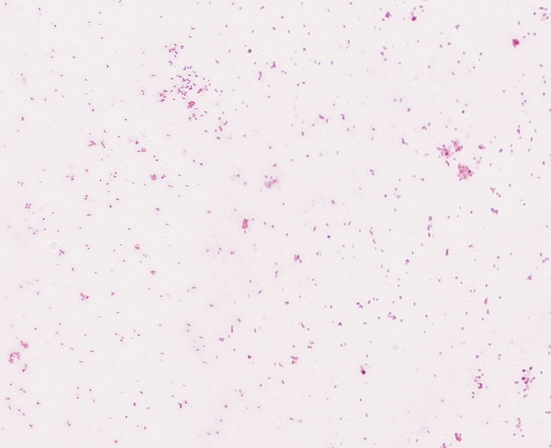 Streptococcus rubneri  GMB1134