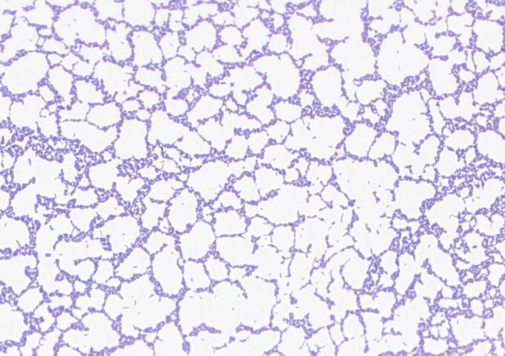 Lactobacillus plantarum GMB0735