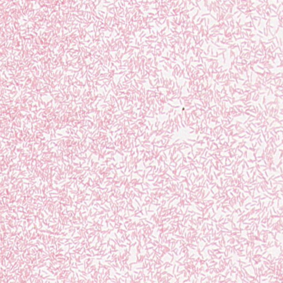 Pseudomonas stutzeri GMB1562