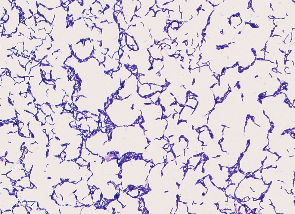 Lactobacillus farciminis GMB0101