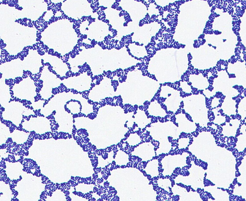 Salinicoccus jeotgali GMB2183