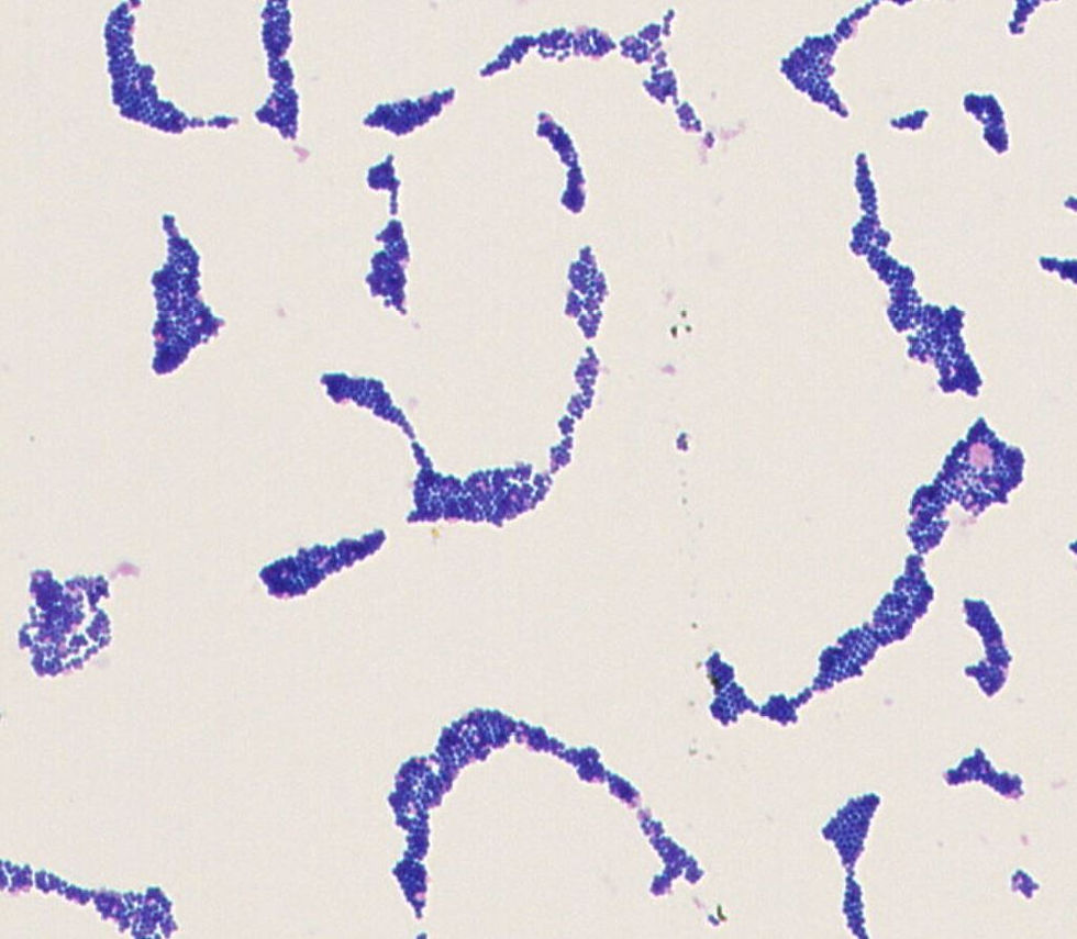 Staphylococcus sp. GMB1022