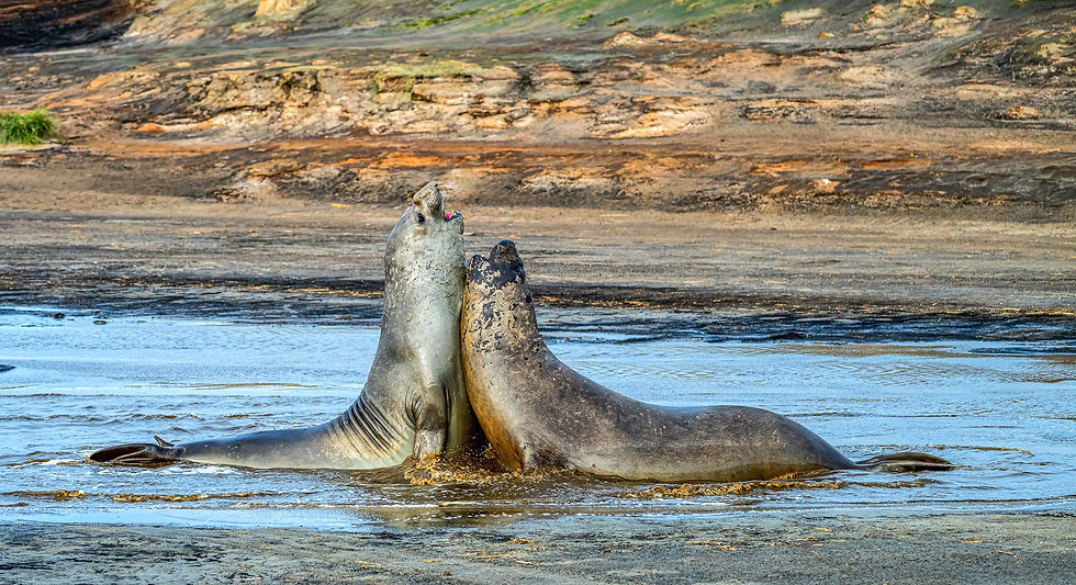 March Meetup: Build Your Portfolio with Wildlife Travel Photography by Brent Wright