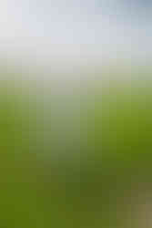 Need a creative baby announcement idea? This Michigan Photographer has you covered!