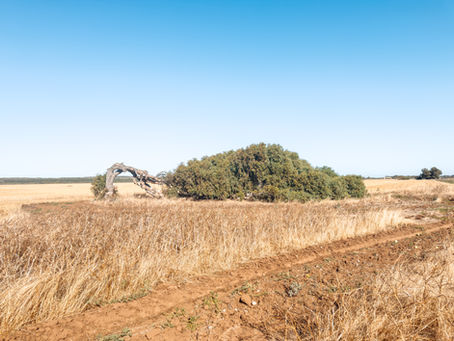 Geraldton: Windy Hair, Great Steak & One Extremely Dramatic Tree