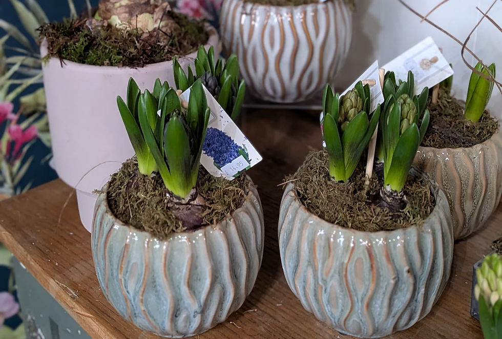 Willow and Sage - House Plants - Bulbs