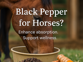 Black Pepper for Horses?