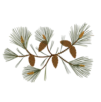 A branch with pine cones on it