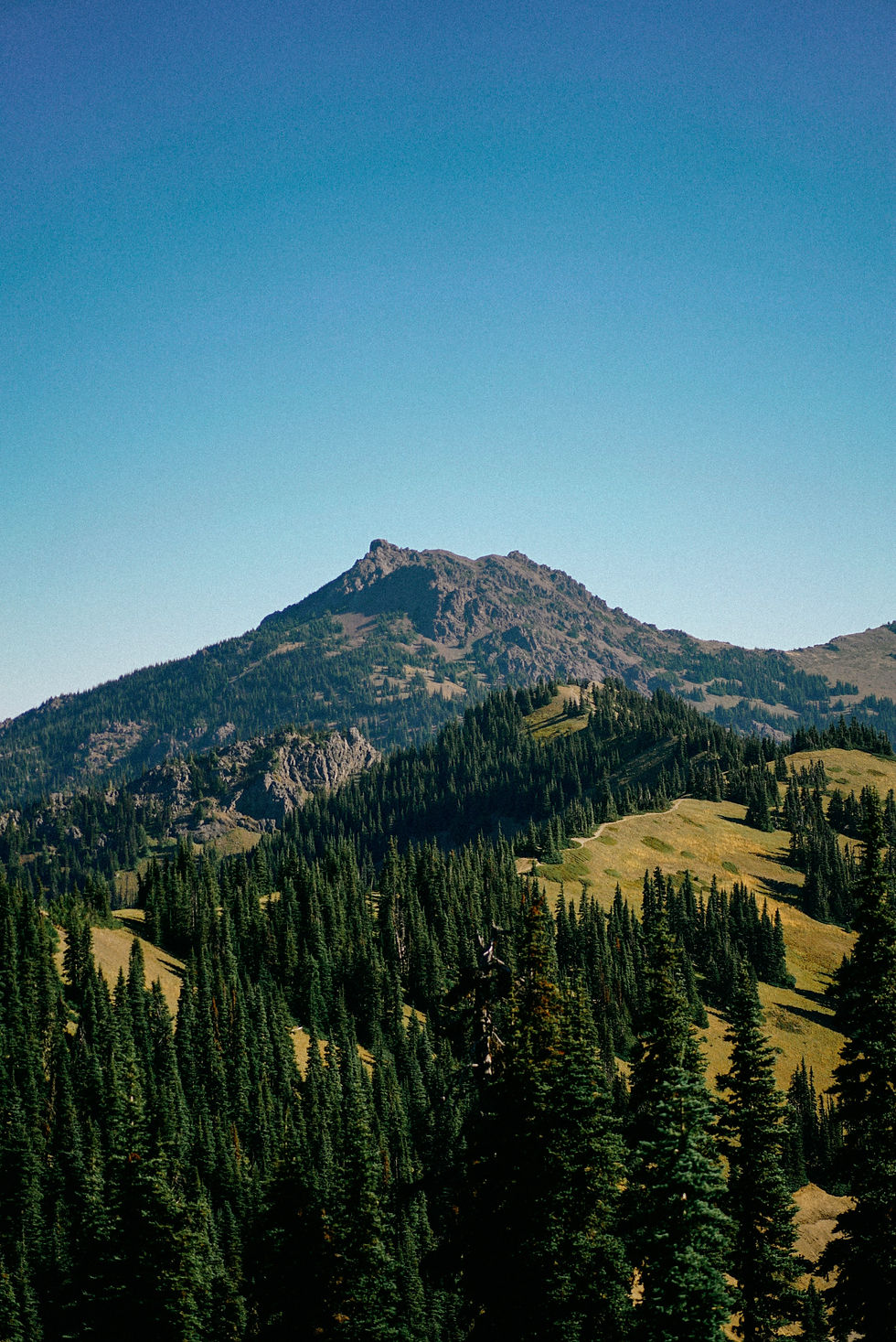 Hurricane_Ridge_7