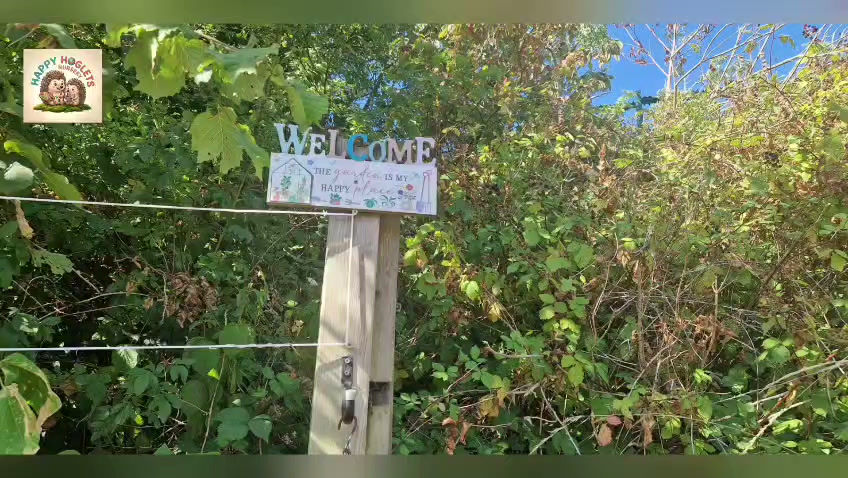 Happy Hoglets Happy Place.mp4