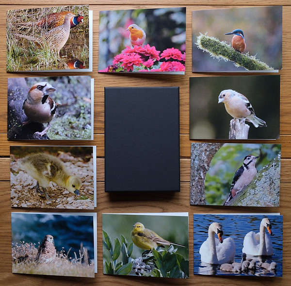 Bird Notecard Pack