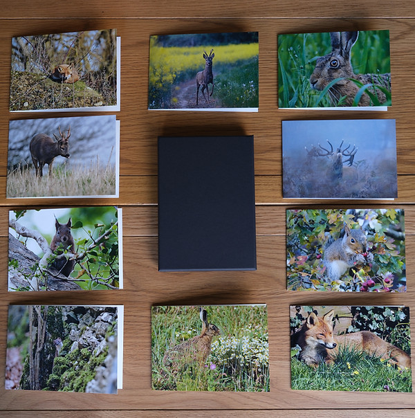 Wildlife Notecard Pack