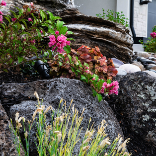 How Do I Choose the Right Plants for My Landscaping?