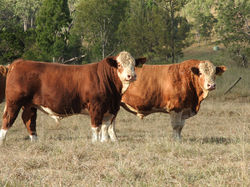 2016 Agrow Bulls