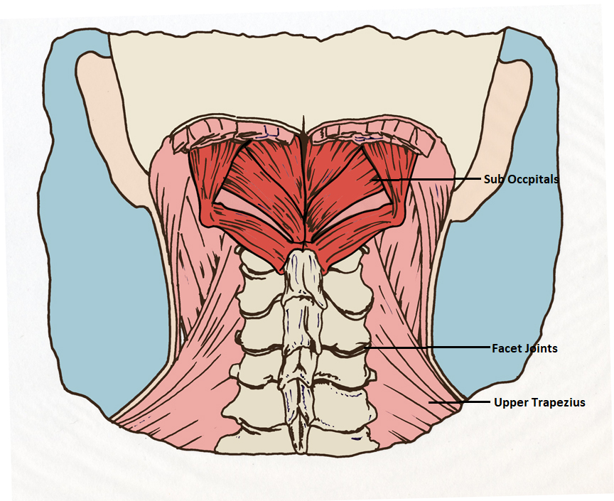Strength Exercises for Neck Pain Prevention