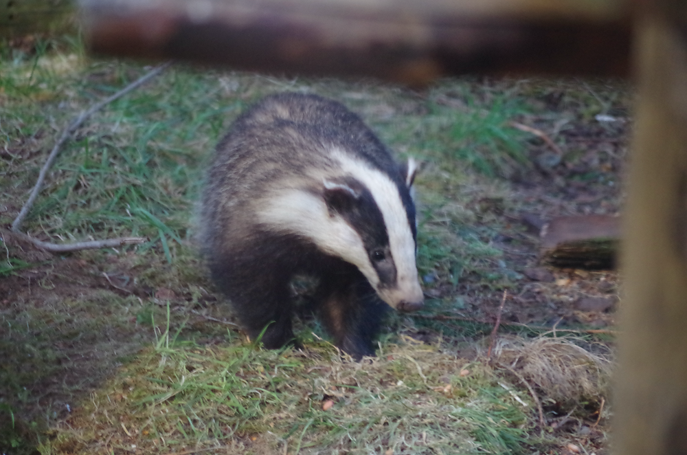 There is a Badger on its own looking to its left, head up surrounded by grass, spruce needles and sticks
