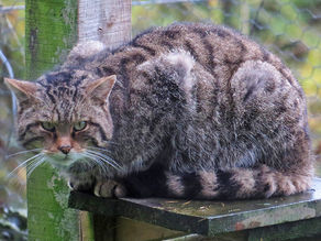 Scottish Wildcat in the Cairngorms National Park