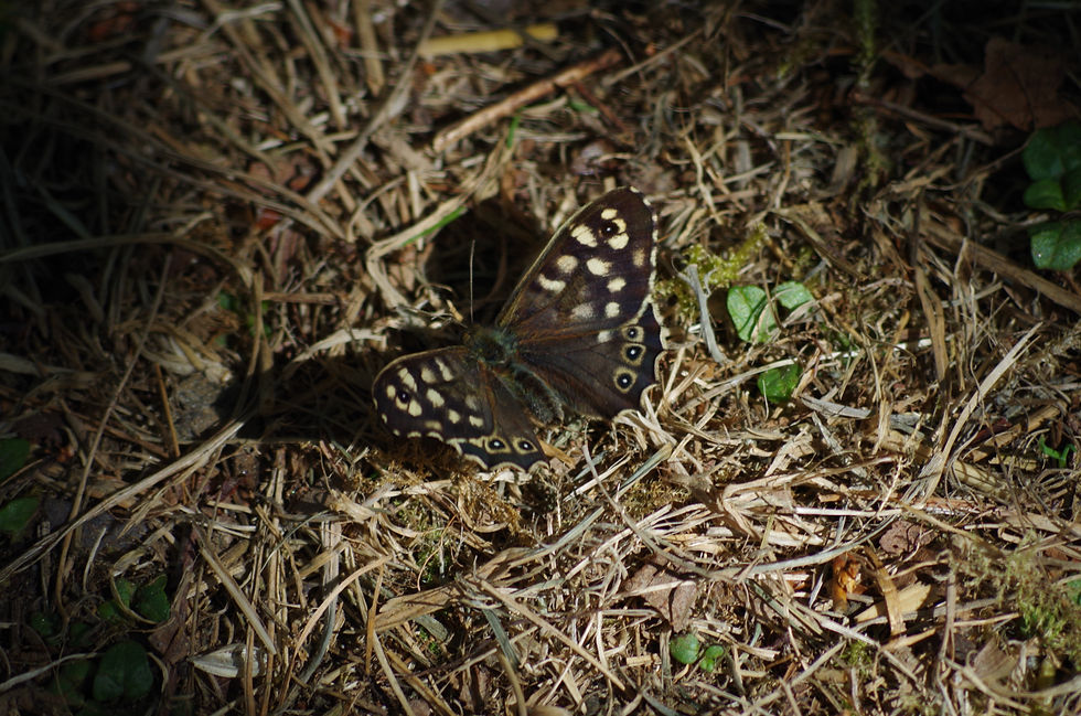 In this image there is a butterfly called a Speckled Wood which has brown wings with yellowish spots held open.
