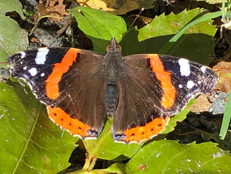 Butterflies of Speyside