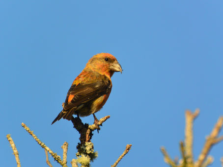 Crossbills