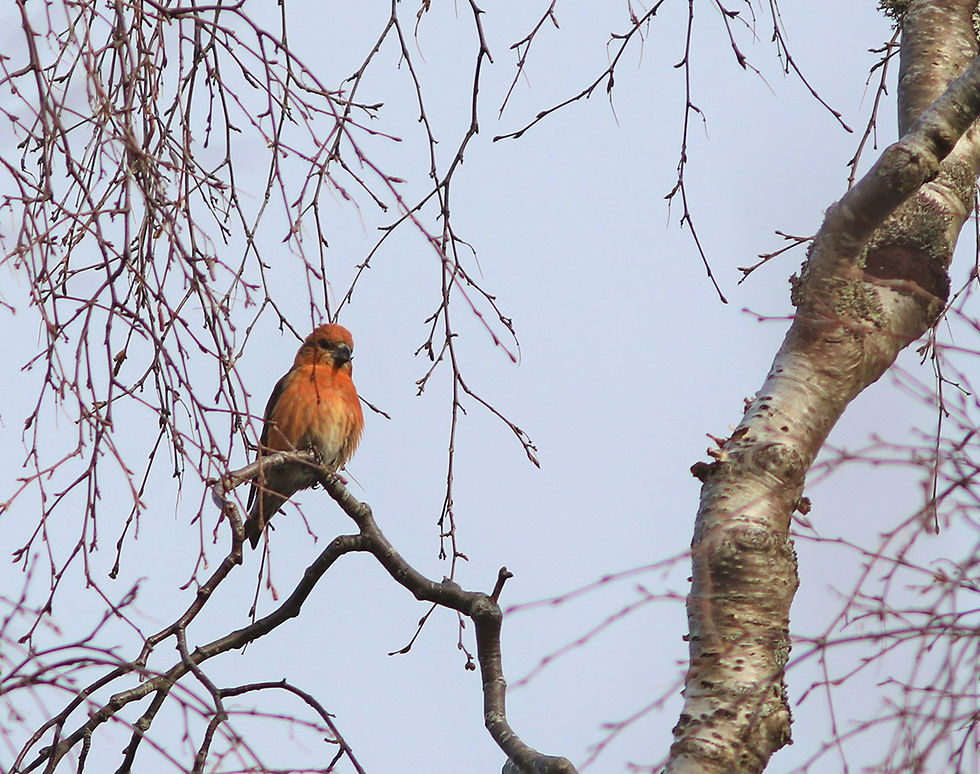 In this image there is a Crossbill sat on a birch branch with a tree trunk to the right and twigs dangling above the Crossbill.