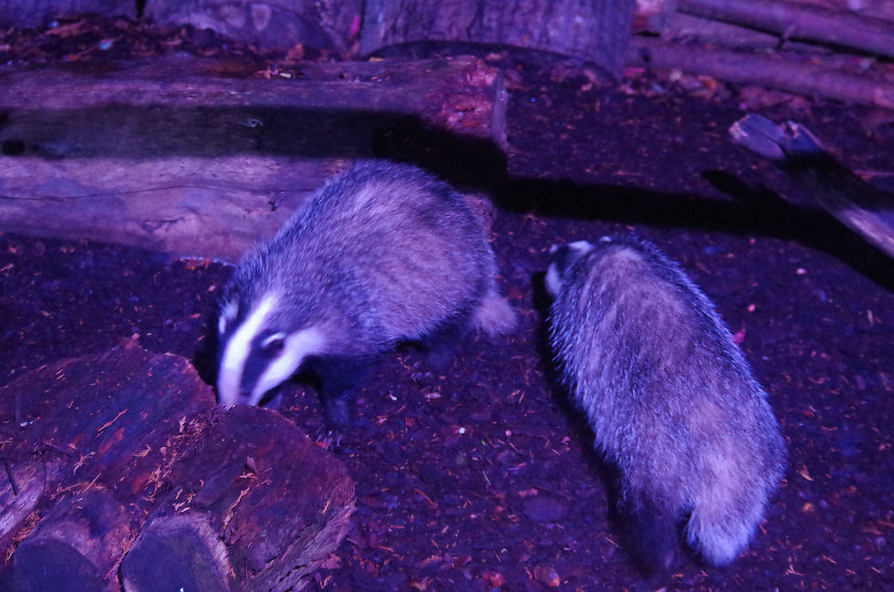 There are two Badgers feeding together in this image. One is on the left and facing toward the camera with its nose to the ground and the other is showing its back to the camera also with its nose to the ground. There is also a pine stump to the left of the image in front of the left hand Badger and a part of a larger log in the background. Two tree stumps are just visible at the very back of the picture. They are standing on a bed of bark, needles and cones.