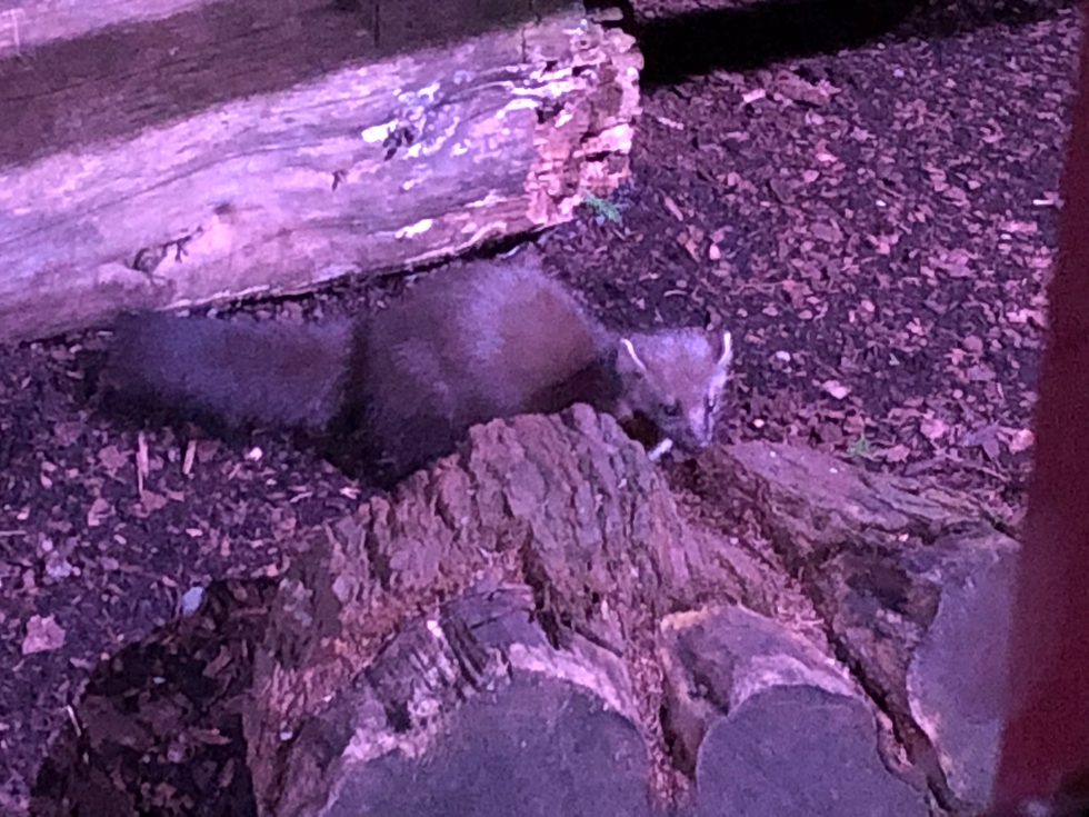 There is a Pine Marten feeding on the ground with a large log behind it and a tree stump in front of the Pine Marten. The ground is covered in needle leaf litter.