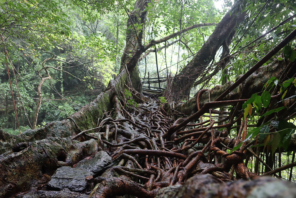 High angle view of a mist-covered living root bridge surrounded by dense forest