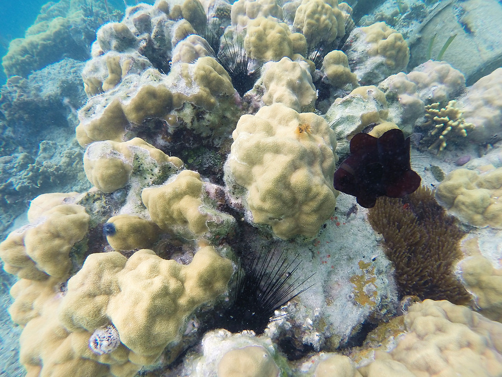 Whenever you are near to the coral, then it is coming from no where.