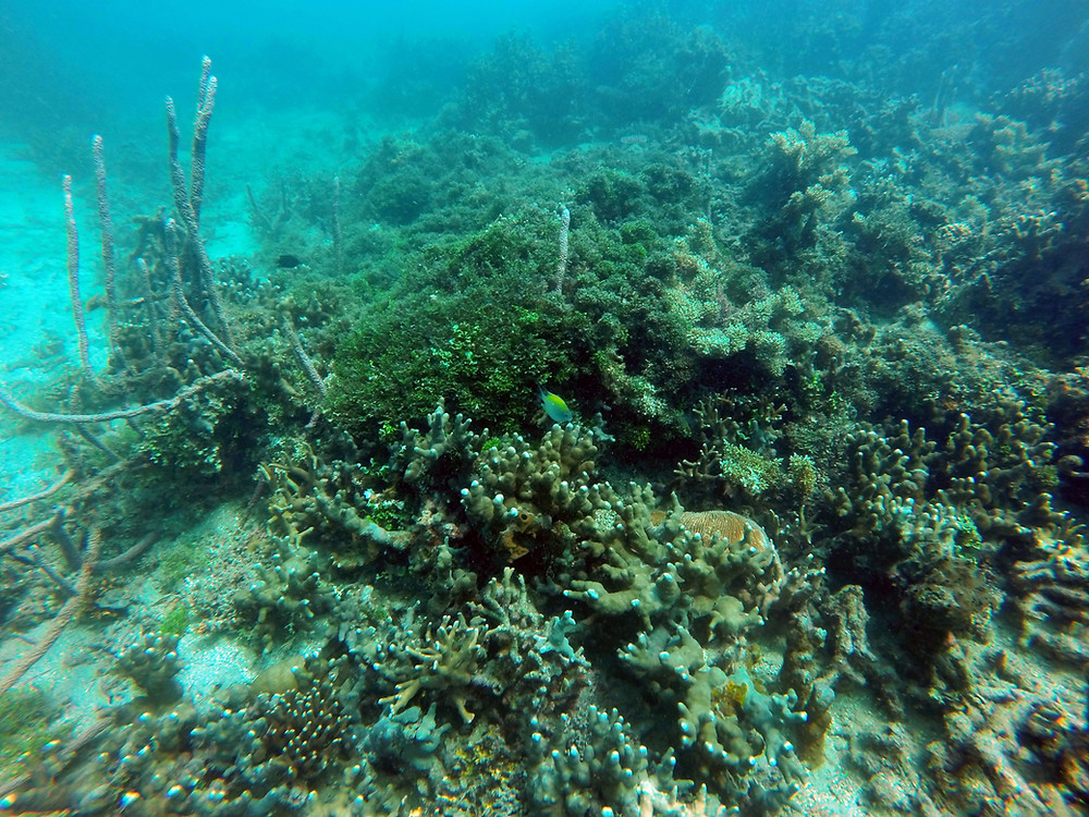 Definitely need a better camera underwater, but worth to capture the moment down there.