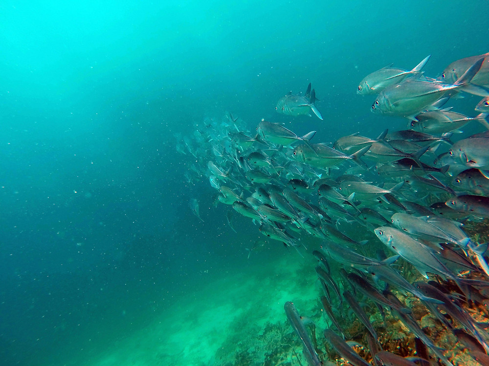 Swimming toward the deeper sea.
