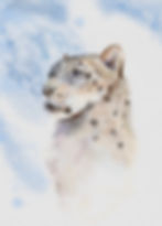 Watercolor Snow Leopard painting by Heidi Field Alvarez