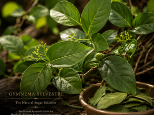 🌿 Gymnema sylvestre