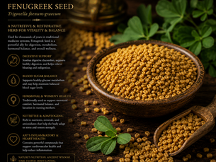 🌿 Fenugreek Seed (Trigonella foenum-graecum)