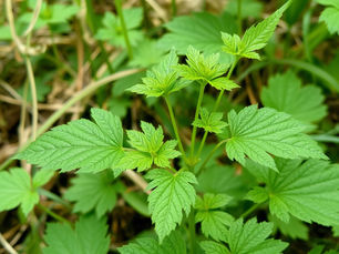 🌿 STINGING NETTLE Urtica dioica