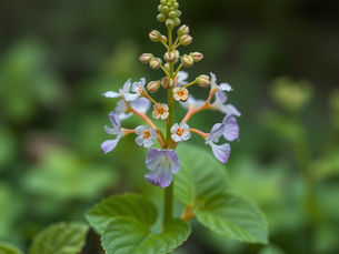🌿 LUNGWORTPulmonaria officinalis