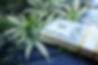 CannabisAccountingMaine.jpg