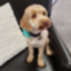 'Maple', showing off her sweet short grooming style.