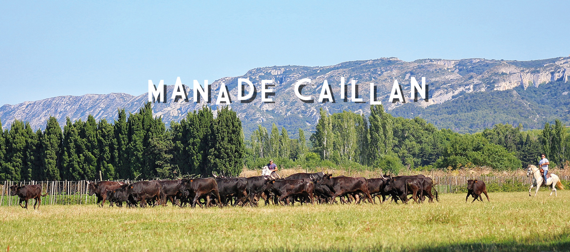 Manade Saint Rémy de Provence | Manade Cailllan