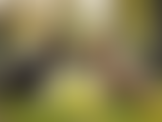 The Importance of Early Puppy Socialization Tips