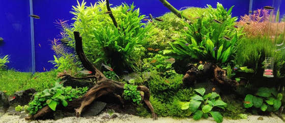 Underwater Grove