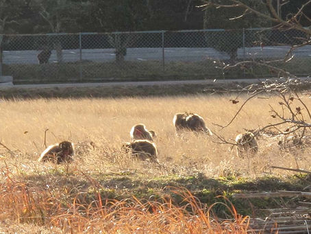 田舍生活/花園神祕訪客 文圖/王孟婷