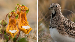 Aves y flora nativa: un mundo de interacciones