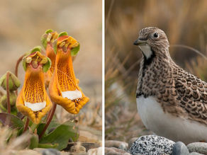 Aves y flora nativa: un mundo de interacciones