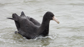 Gigantes que planean en el estuario