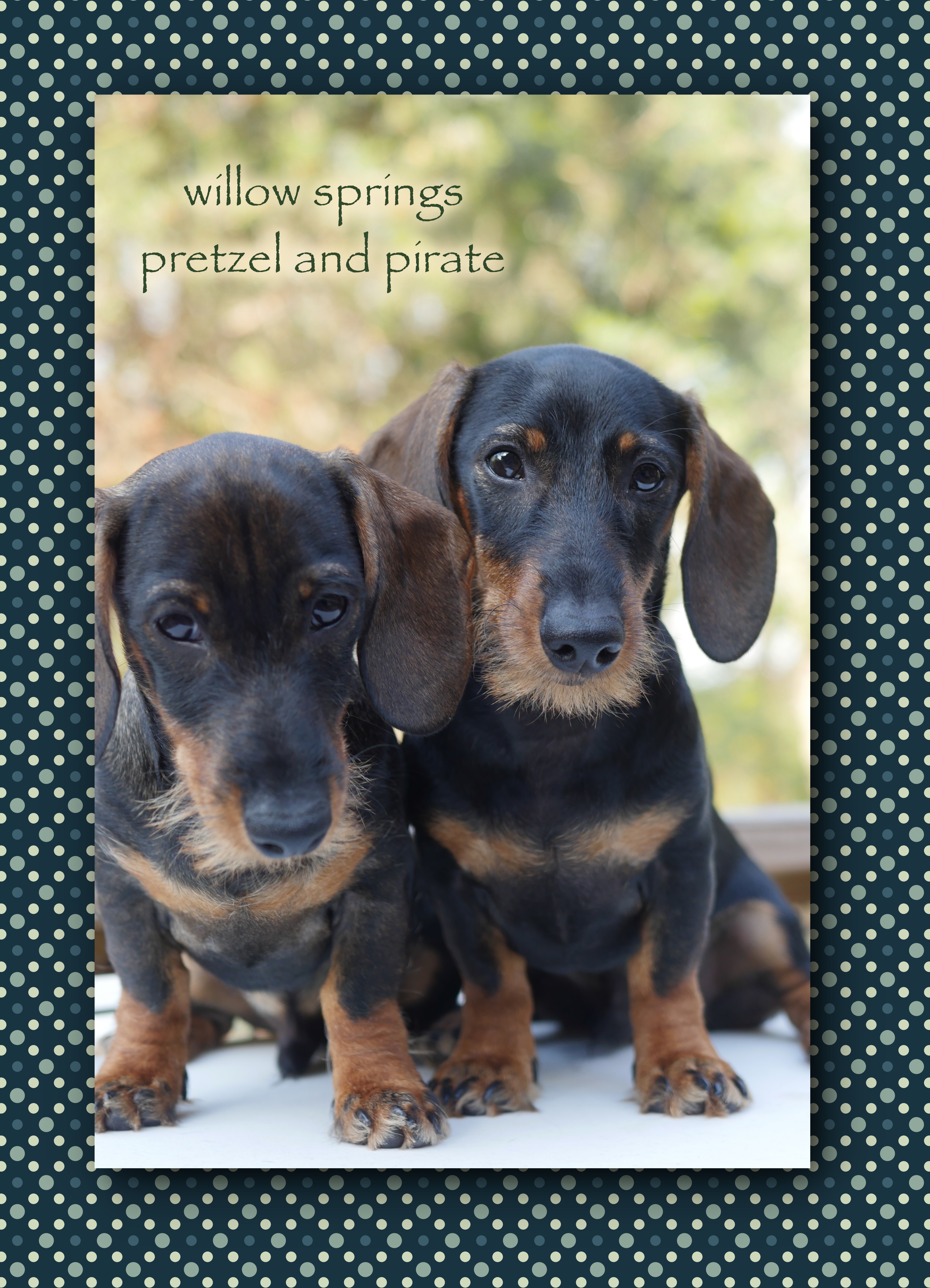 pretzel & pirate