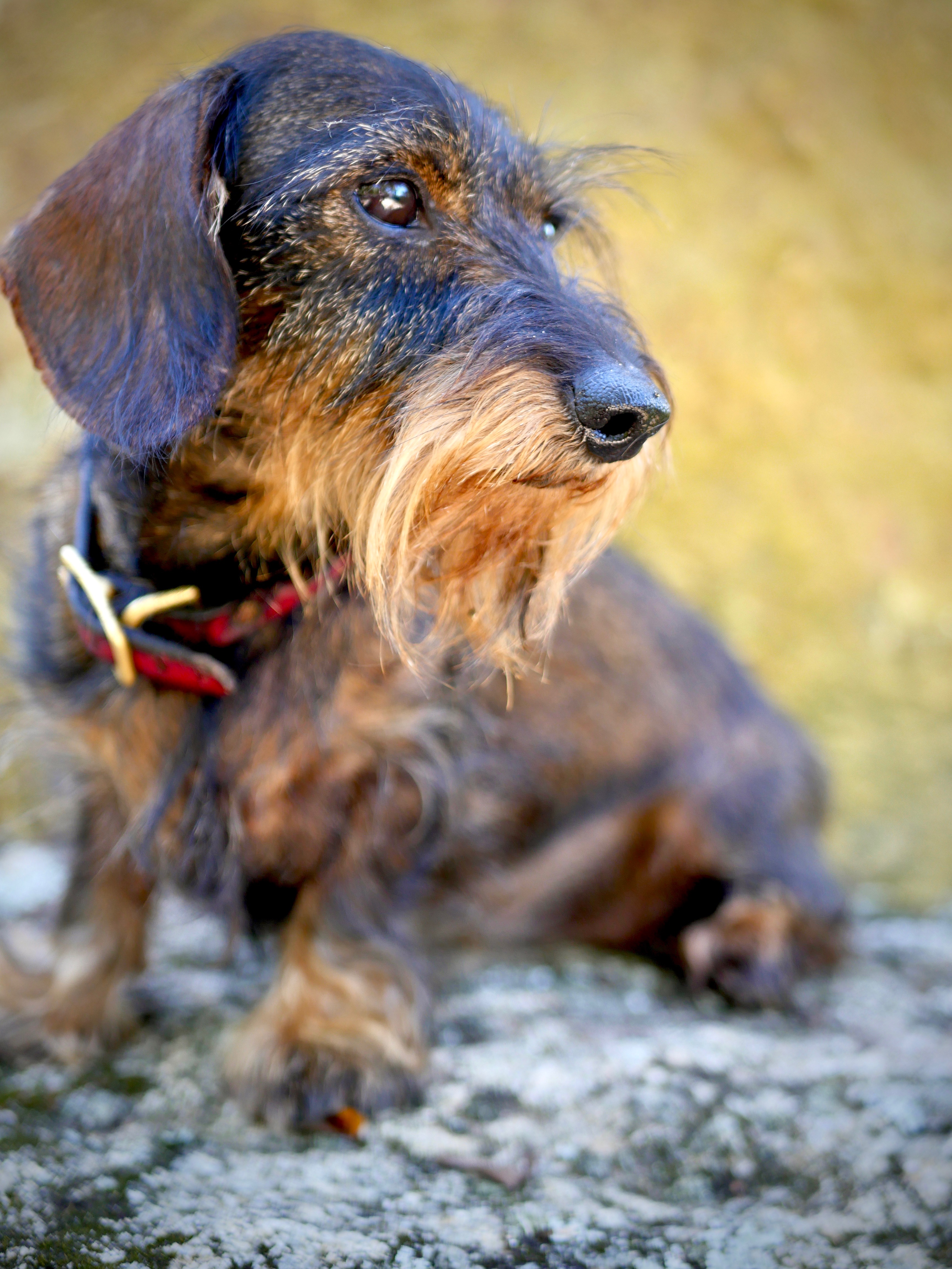 Liesl