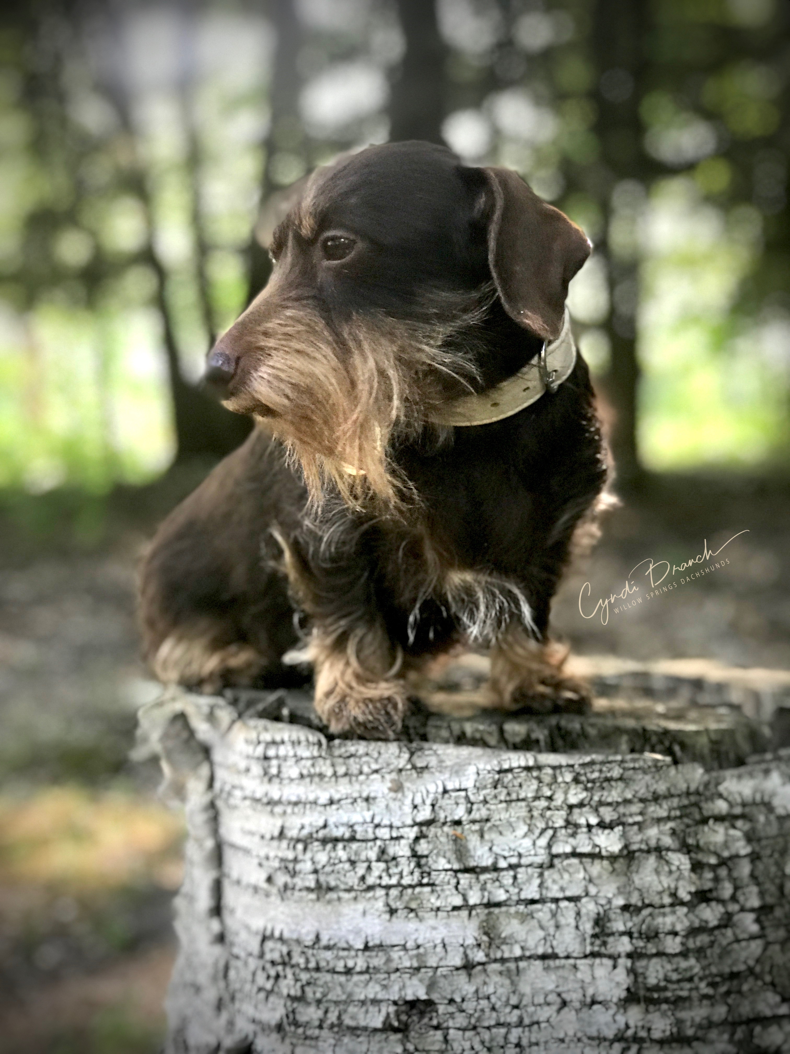 hazel-log
