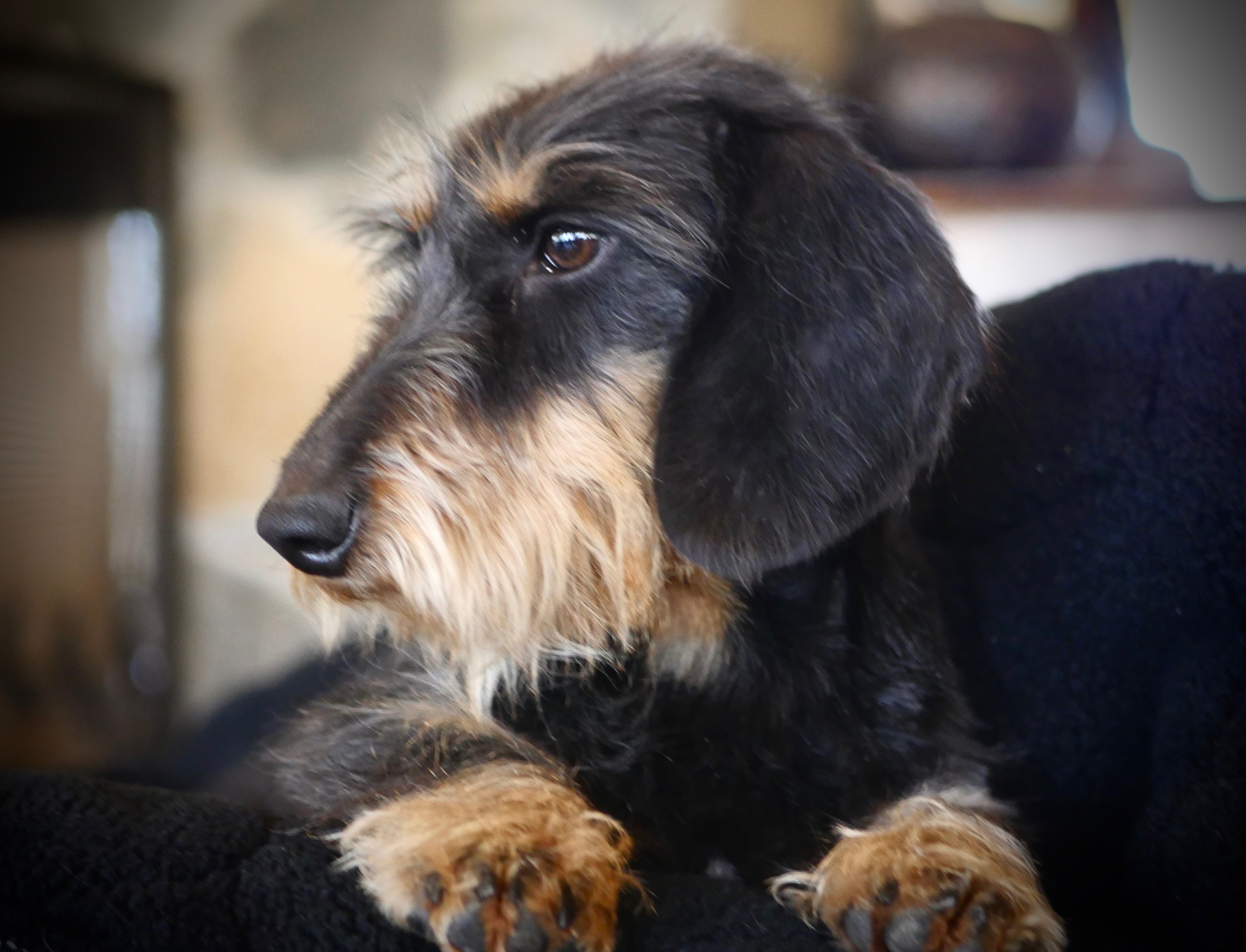 ZiZi